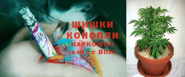 прущие грибы Нефтекумск